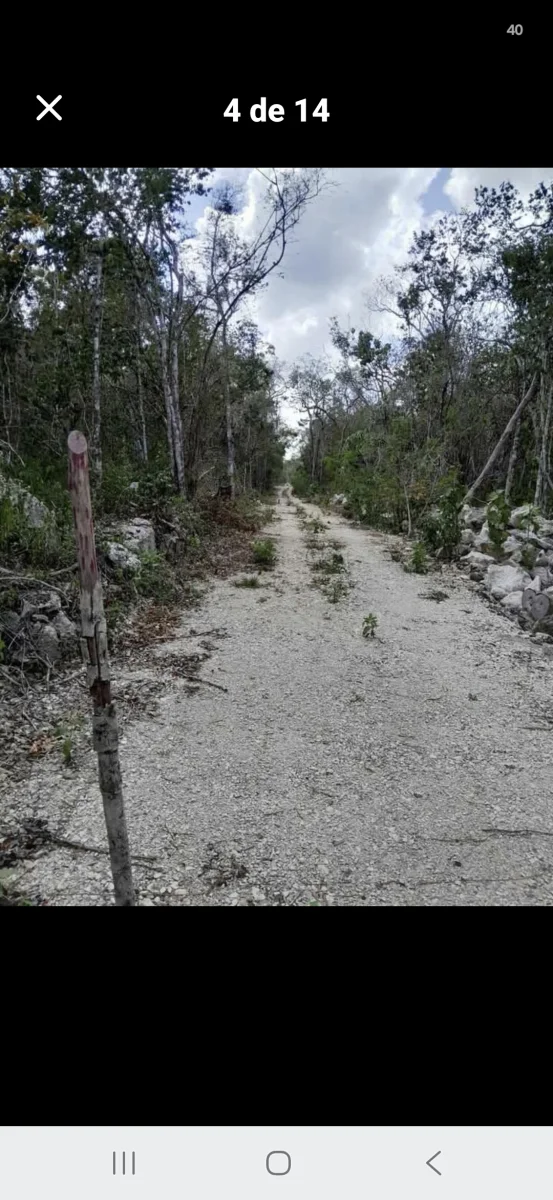 15 terrenos de 1 hectárea en francisco uh may,  Quintana Roo