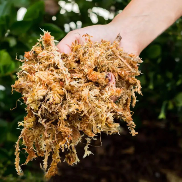 Musgo sphagnum