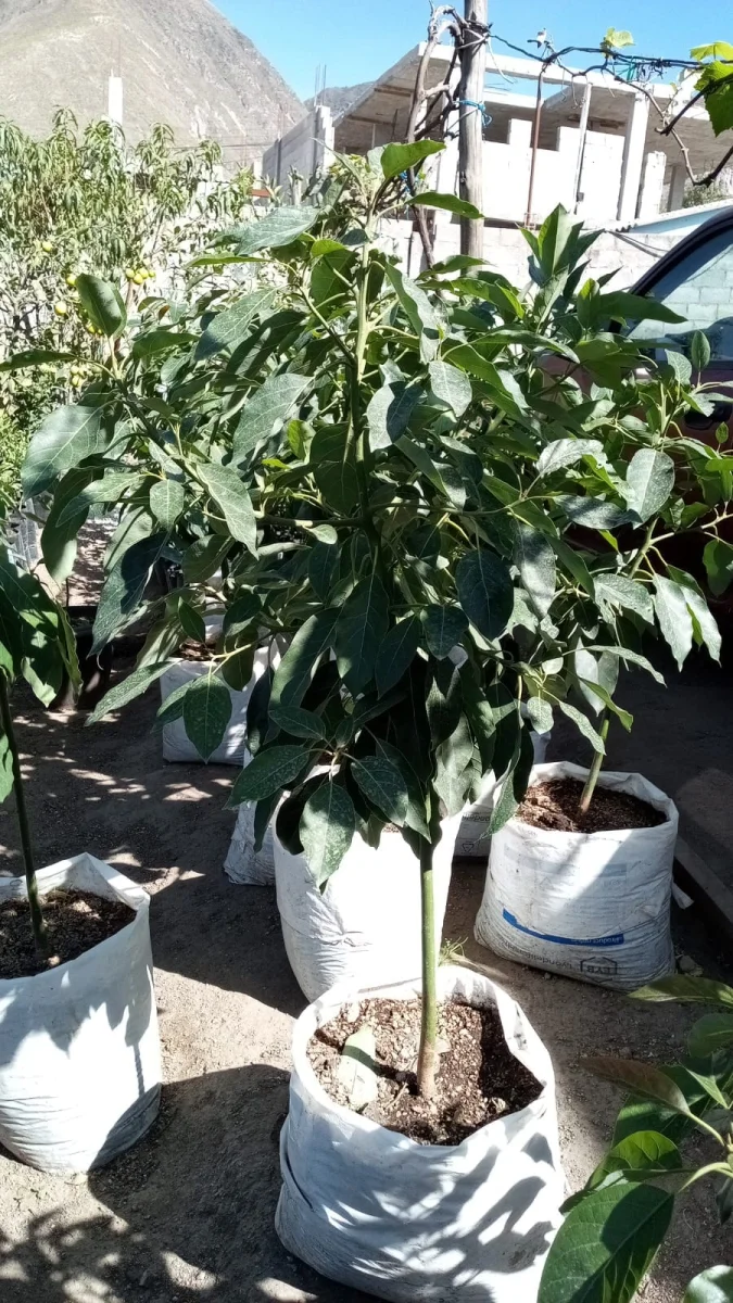 Planta aguacate grande