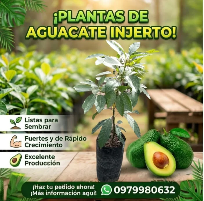 Planta aguacate mediano