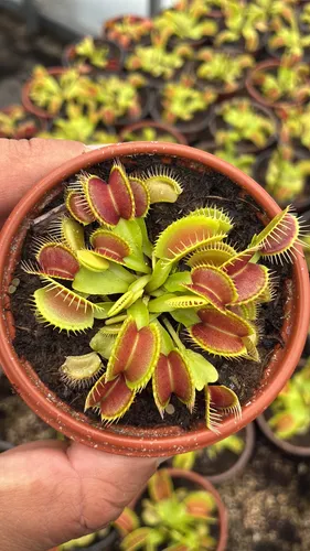 Venus atrapa moscas